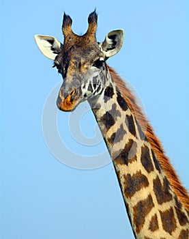 Maasai giraffe, Maasai Mara Game Reserve, Kenya