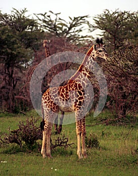 Maasai giraffe, Maasai Mara Game Reserve, Kenya