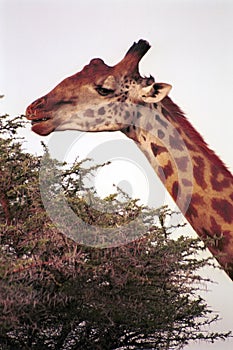 Maasai giraffe, Maasai Mara Game Reserve, Kenya