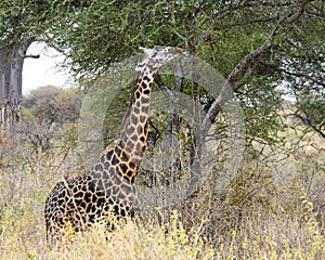 Maasai Giraffe sideview