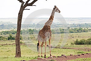 A Maasai giraffe stands under a tree
