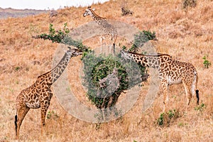 Maasai Giraffe Wildlife Animals Mammals at the savannah grassland wilderness hill shrubs great rift valley maasai mara national