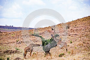 Maasai Giraffe Wildlife Animals Mammals at the savannah grassland wilderness hill shrubs great rift valley maasai mara national