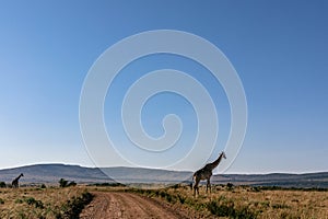 Maasai Giraffe Wildlife Animals Mammals at the savannah grassland wilderness hill shrubs great rift valley maasai mara national