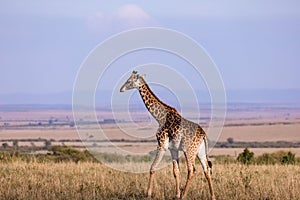 Maasai Giraffe Wildlife Animals Mammals at the savannah grassland wilderness hill shrubs great rift valley maasai mara national