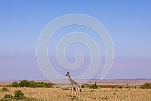 Maasai Giraffe Wildlife Animals Mammals at the savannah grassland wilderness hill shrubs great rift valley maasai mara national