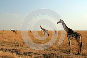 Maasai Giraffes