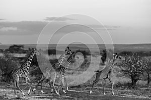Maasai Giraffes Black And White Running In Amboseli National Park Kenya East Africa