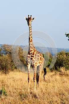 Maasai or Kilimanjaro Giraffe grazing Kenya