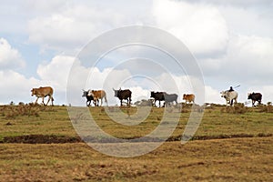 Maasai man hearding livestock in Ngorongoro