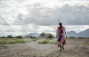 Maasai man walking in savannah