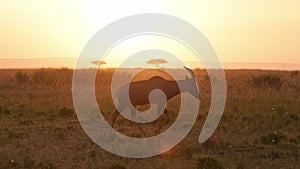 Maasai Mara Animals at Sunrise in Africa, African Wildlife Safari with Topi Walking at Sunset in Bea