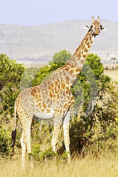Maasai Mara Giraffe