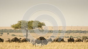 Maasai Mara landscape with wildebeest