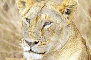 Maasai Mara Lion