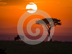 Maasai Mara Sunset