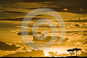 Maasai Mara sunset with tree silhouette