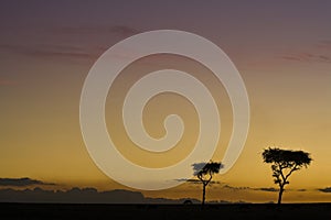 Maasai Mara sunset with tree silhouette