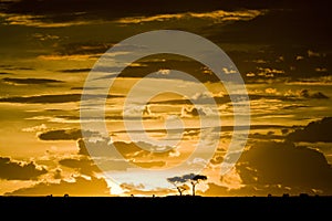 Maasai Mara sunset with tree silhouette