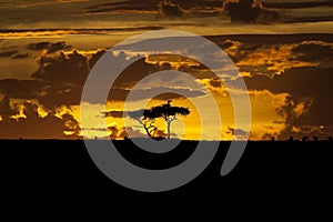 Maasai Mara sunset with tree silhouette