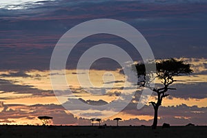 Maasai Mara sunset with tree silhouette