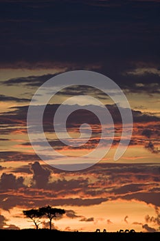 Maasai Mara sunset with tree silhouette