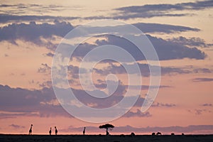 Maasai Mara sunset with trees and giraffes in silhouette, Kenya