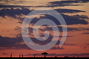 Maasai Mara sunset with trees and giraffes in silhouette, Kenya