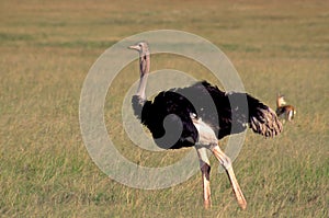 Maasai Ostrich   10674