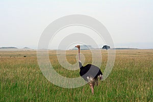 Maasai ostrich, Maasai Mara Game Reserve, Kenya