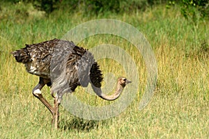 Maasai ostrich, Maasai Mara Game Reserve, Kenya