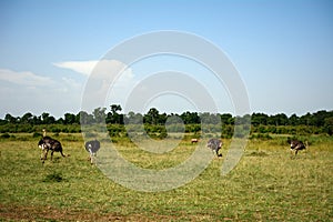 Maasai ostriches, Maasai Mara Game Reserve, Kenya