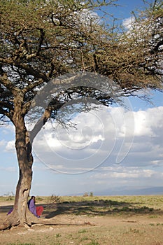 Maasai under a tree