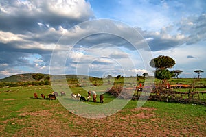 Maasai village in Kenya