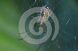 Mabel Orchard Spider
