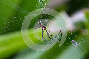 Mabel Orchard Spider