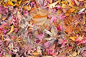 Mable leaf red on the ground