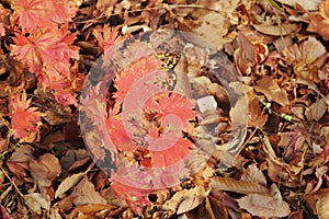 Mable leaf red in the nature