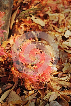 Mable leaf red in the nature