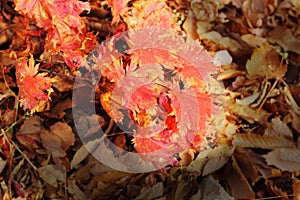 Mable leaf red in the nature