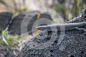 Mabuia or Noronha skink - Fernando de Noronha, Pernambuco, Brazil