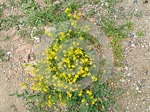 Maby primroses yellow