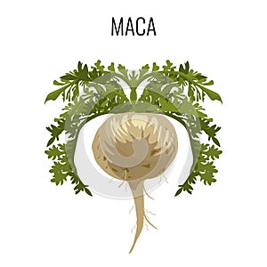 Maca ayurvedic medicinal herb isolated. Root vegetable medicinal plant