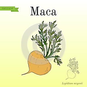 Maca Lepidium meyenii peruvian superfood