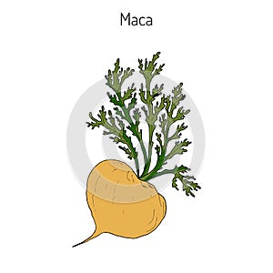 Maca Lepidium meyenii peruvian superfood.