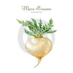 Maca peruana fresh root watercolor illustration. Hand drawn Lepidium meyenii medicinal plant. Maca organic root with