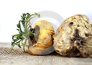 Maca. Peruvian root for vitality, energy and healty. White Peruvian Maca in rustic background