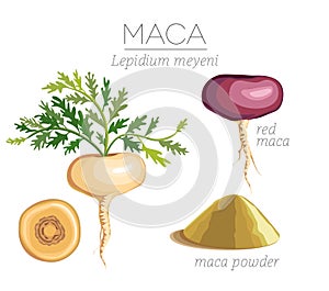 Maca Peruvian superfood