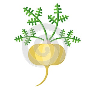 Maca root and leaves vector illustration. Superfood Lepidium meyenii icon. Healthy detox natural product. Flat design organic foo