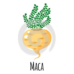 Maca superfood root for template farmer market design, label and packing. Natural energy protein organic food